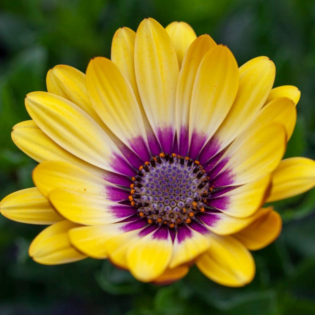 Osteospermum 'Blue Eyed Beauty'