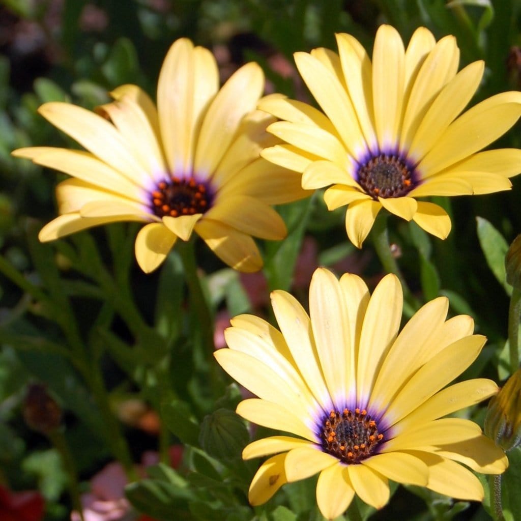 Osteospermum 'Blue Eyed Beauty'