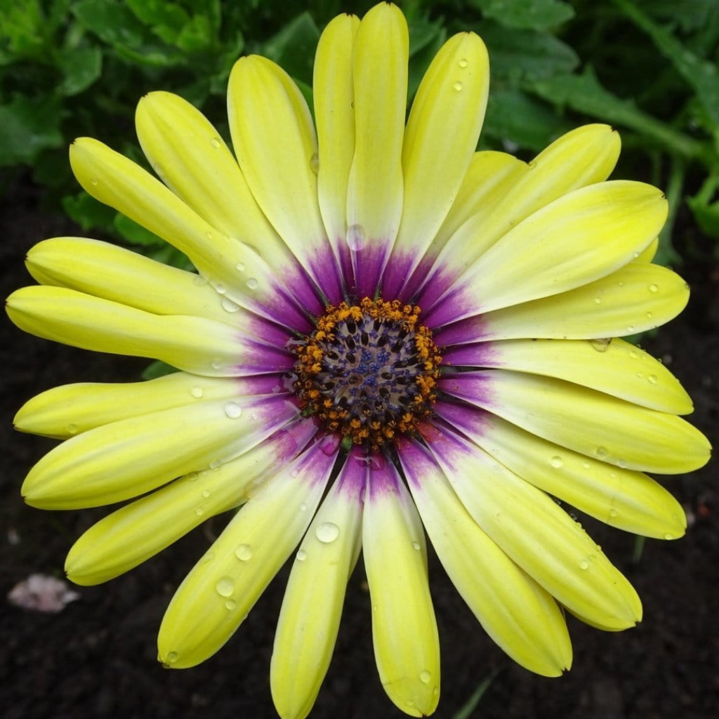 Osteospermum 'Blue Eyed Beauty'