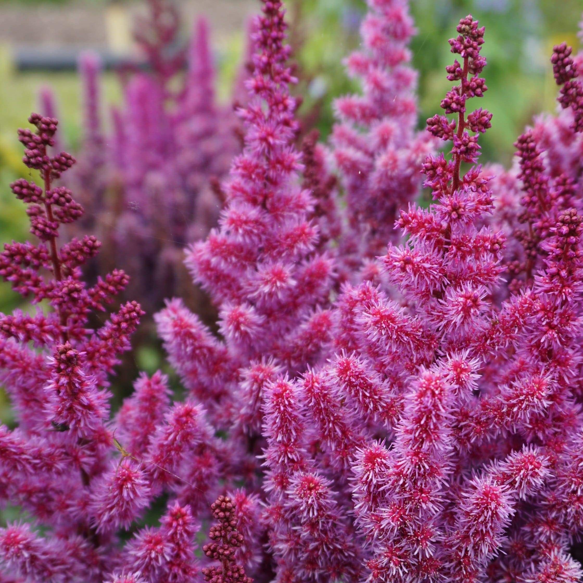 Astilbe 'Purple Rain'