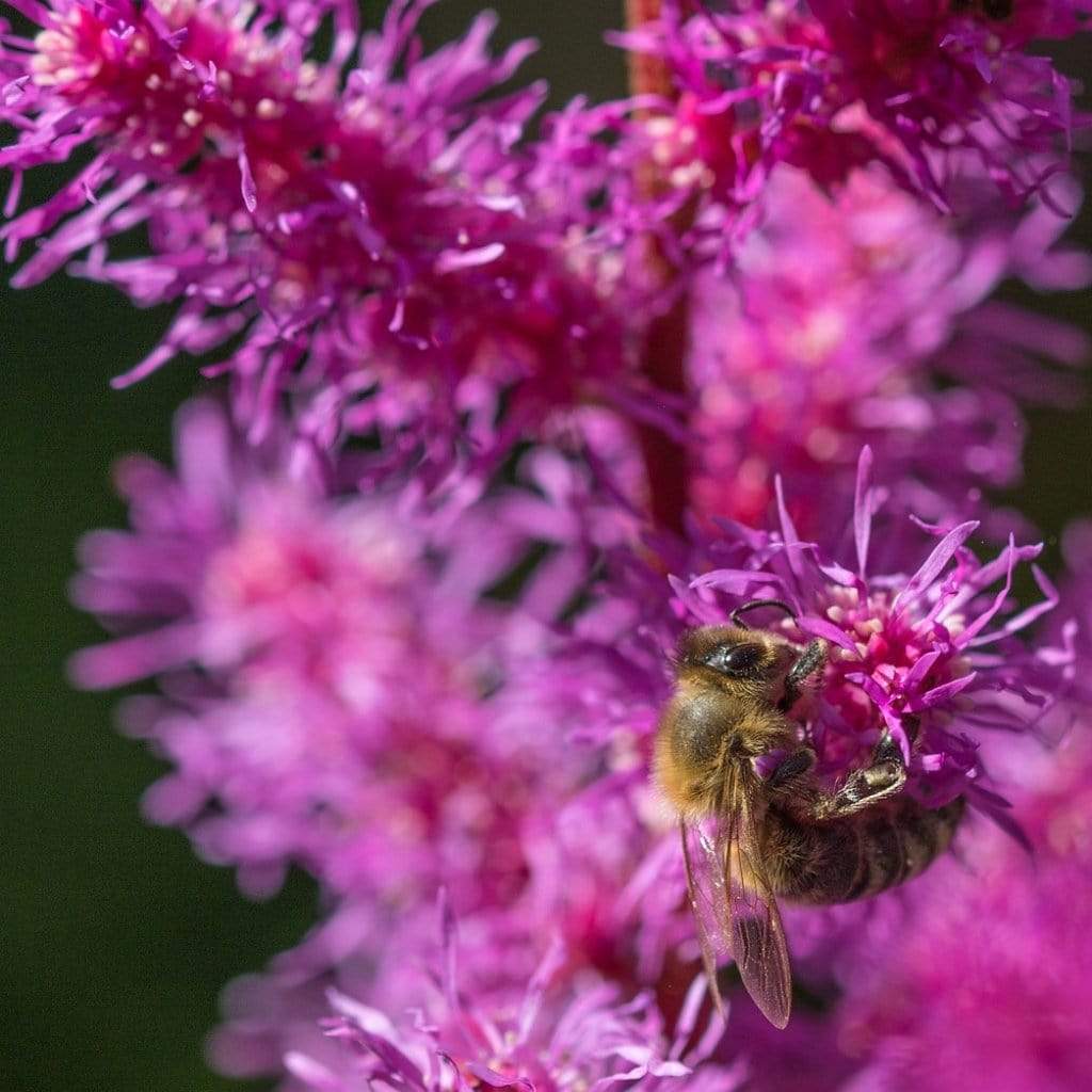 Astilbe 'Purple Rain'