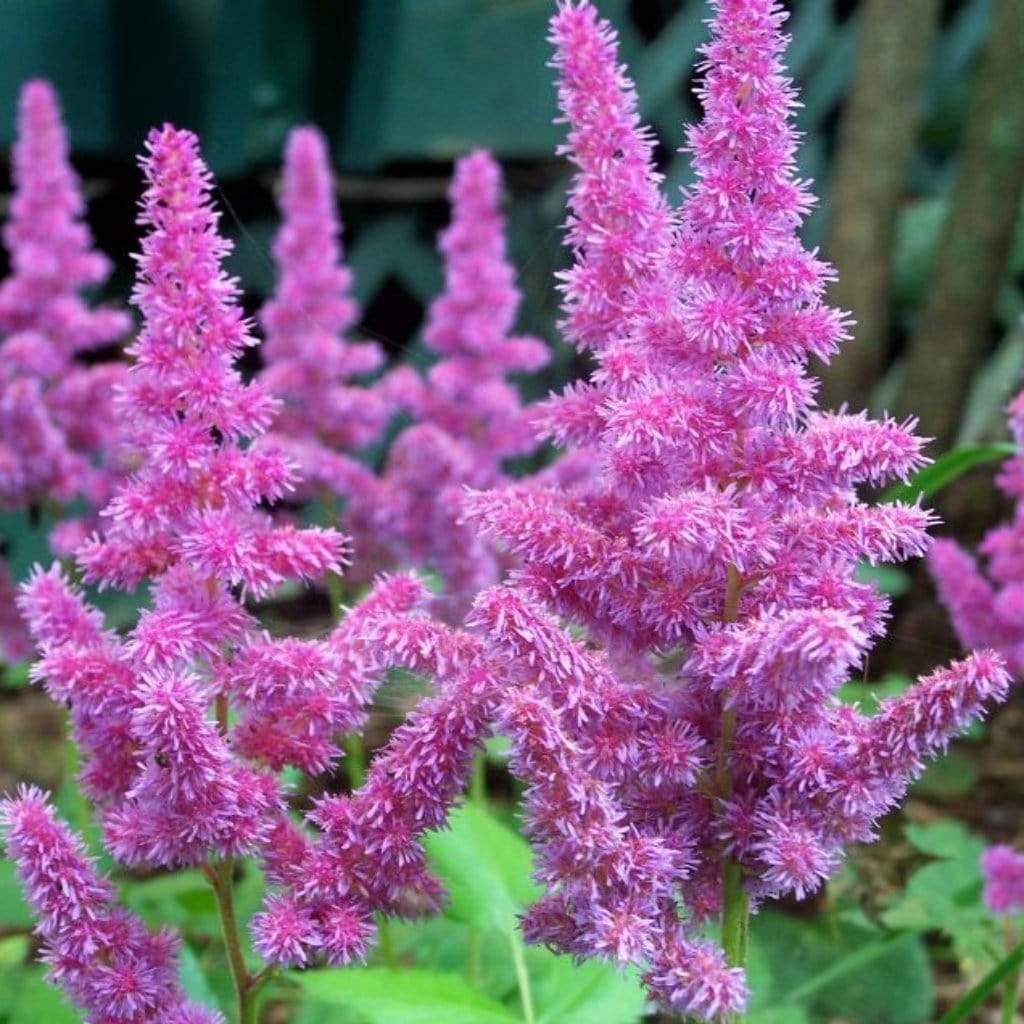 Astilbe 'Purple Rain'