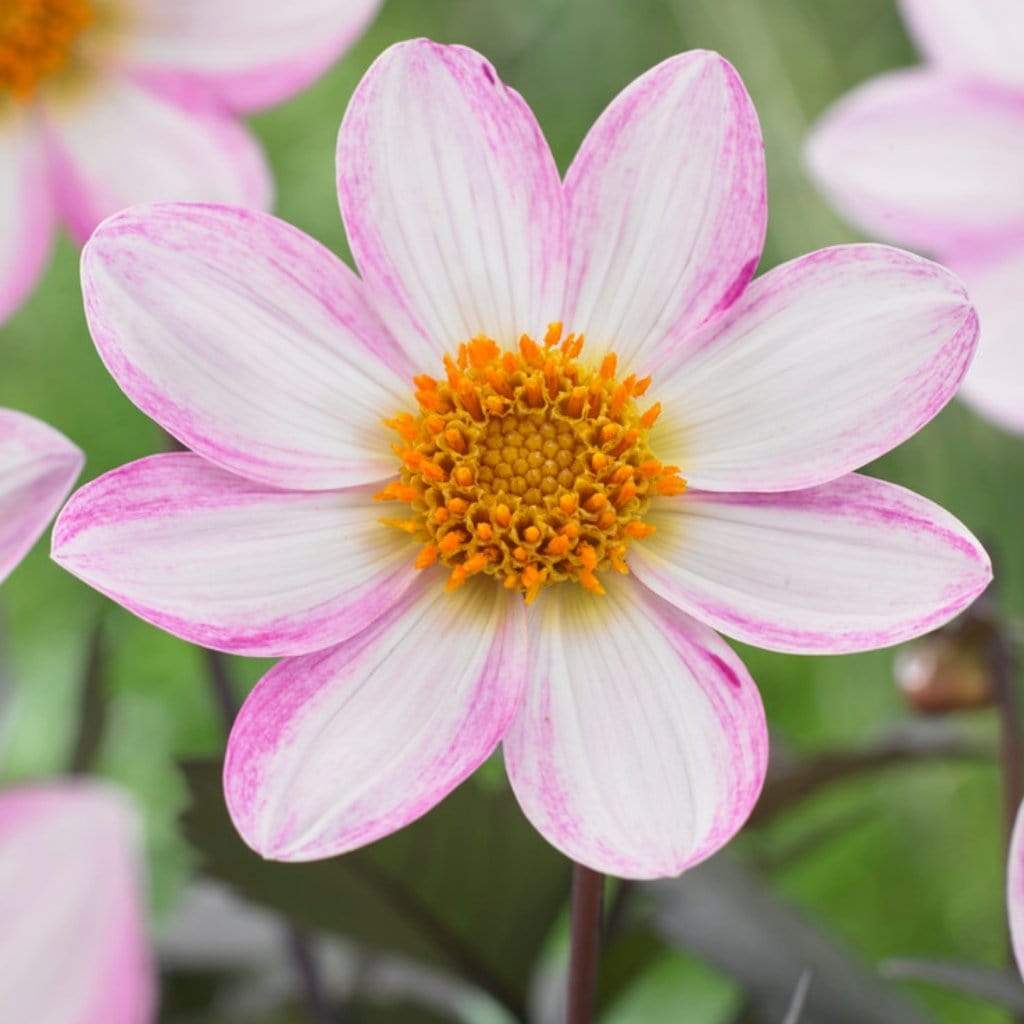 Dahlia 'Dahlegria White'