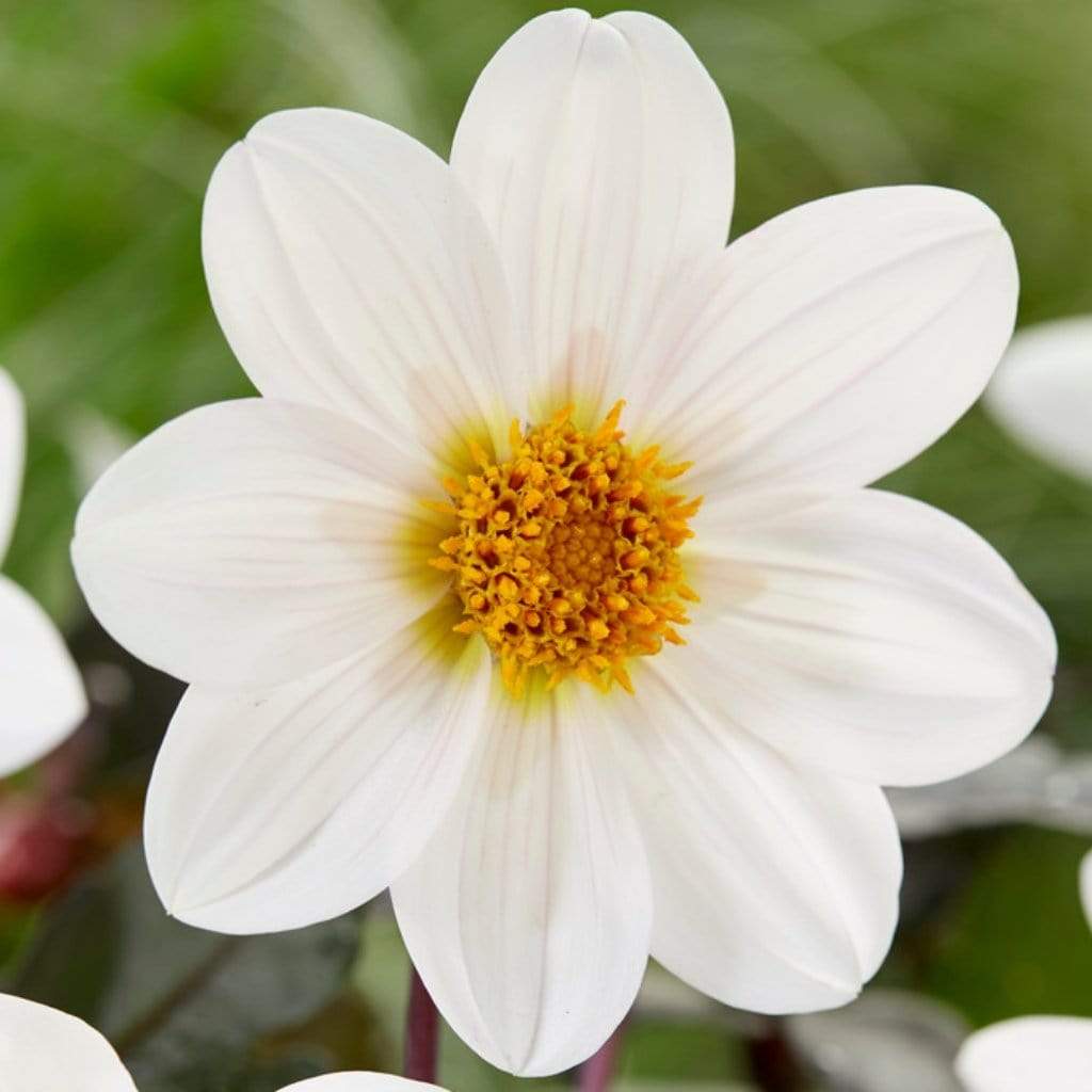 Dahlia 'Dahlegria White'