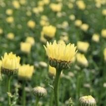 Daisy