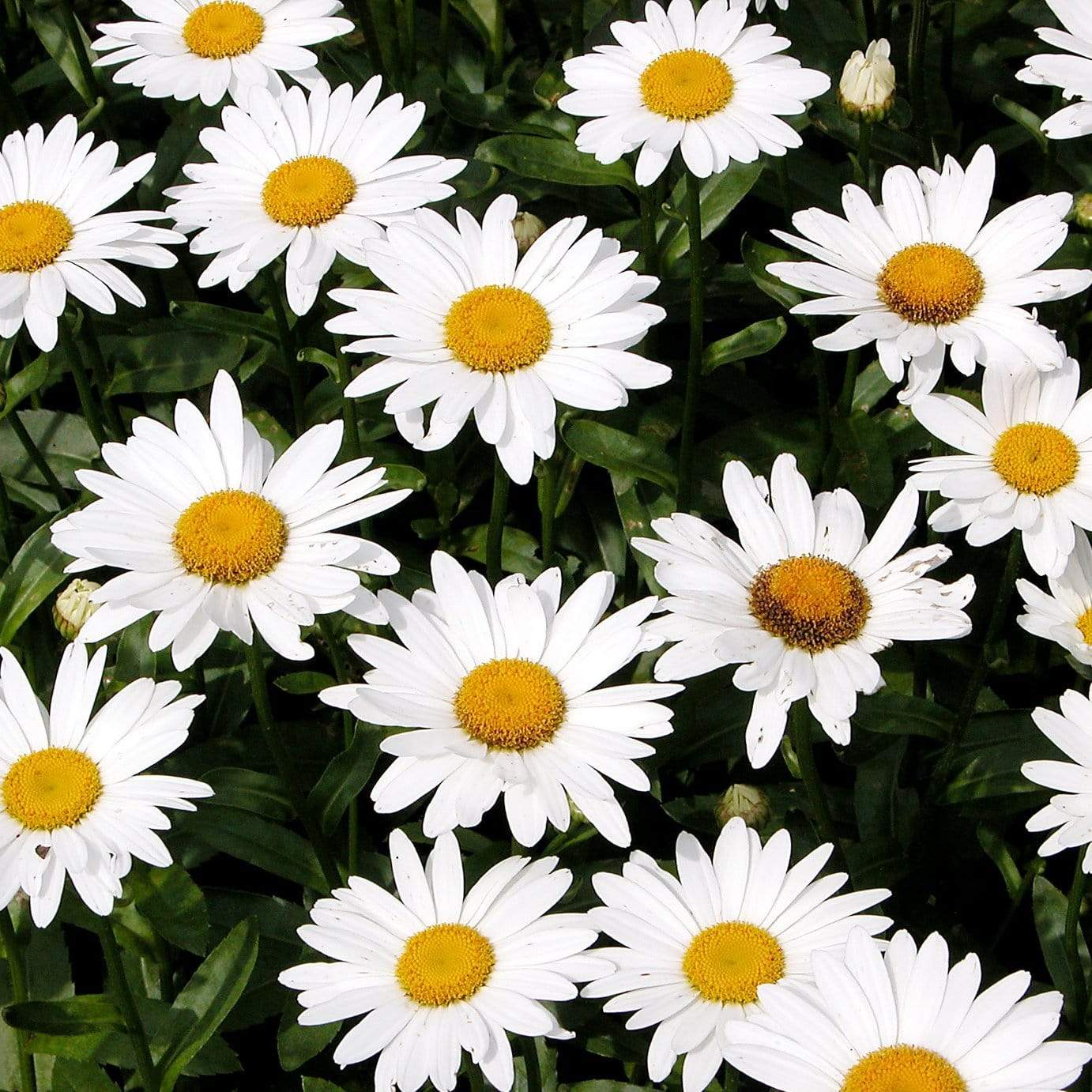Daisy