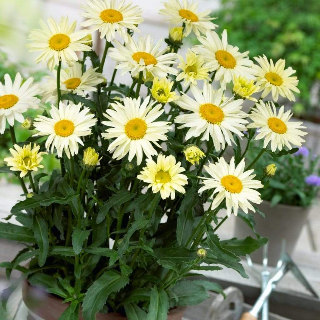 Daisy