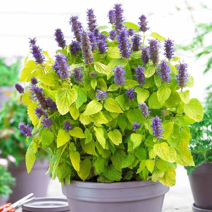 Agastache 'Little Adder'
