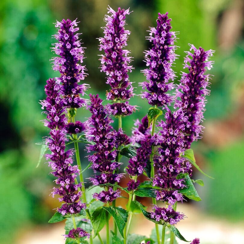 Agastache 'Little Adder'