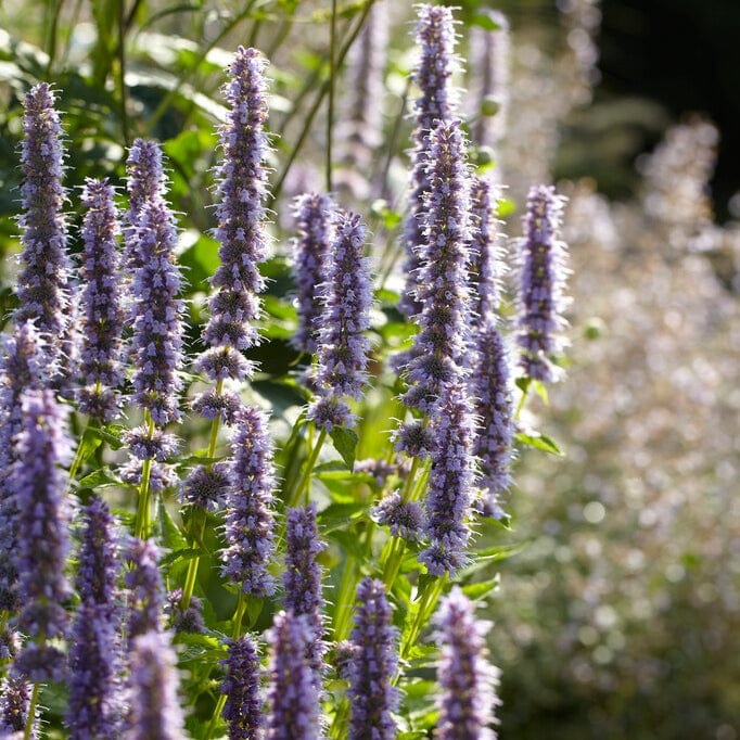 Agastache 'Little Adder'
