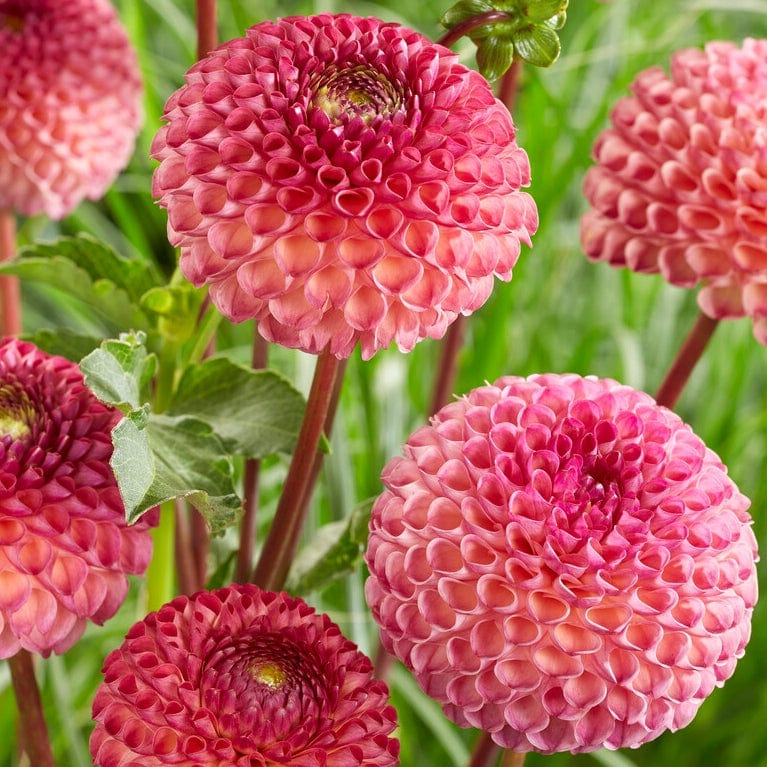 Dahlia 'Burlesca'