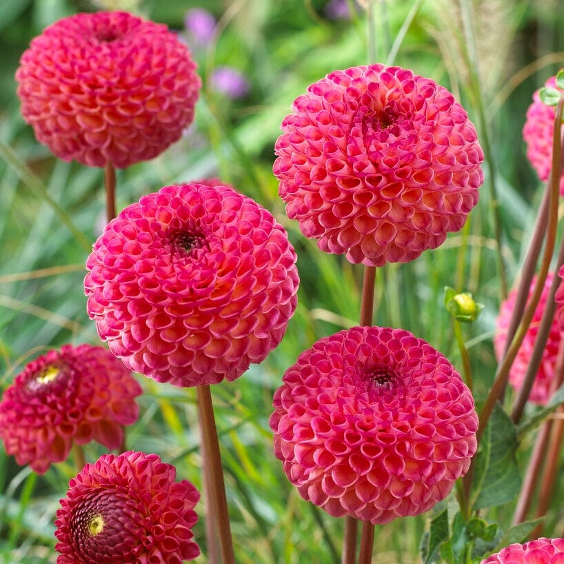 Dahlia 'Burlesca'