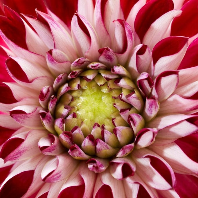Dahlia 'Embassy'