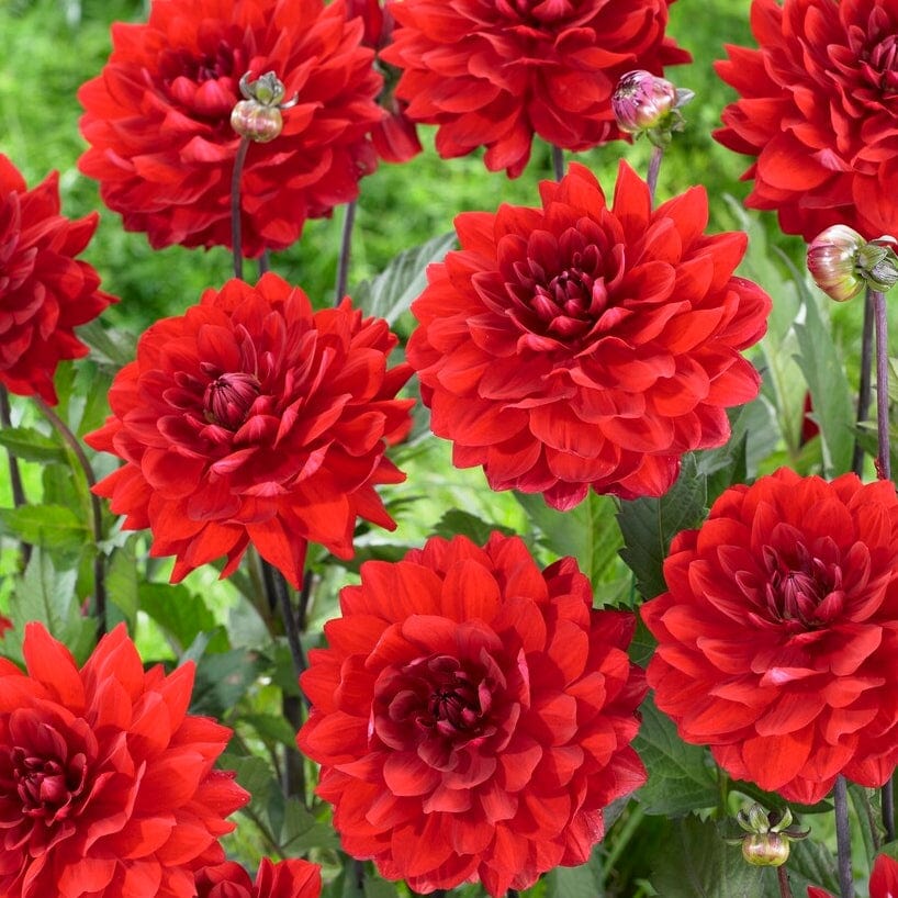 Dahlia 'Karma Amora'