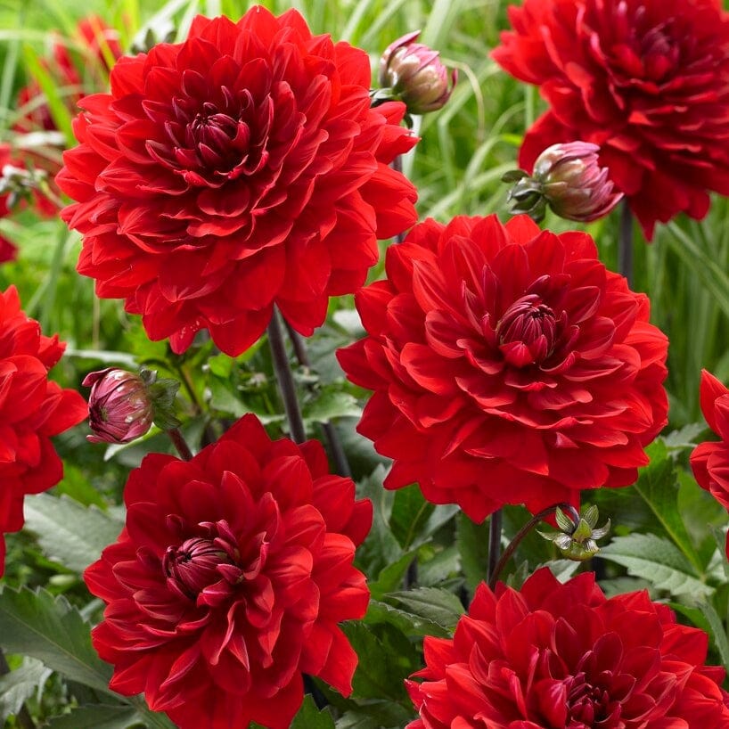 Dahlia 'Karma Amora'