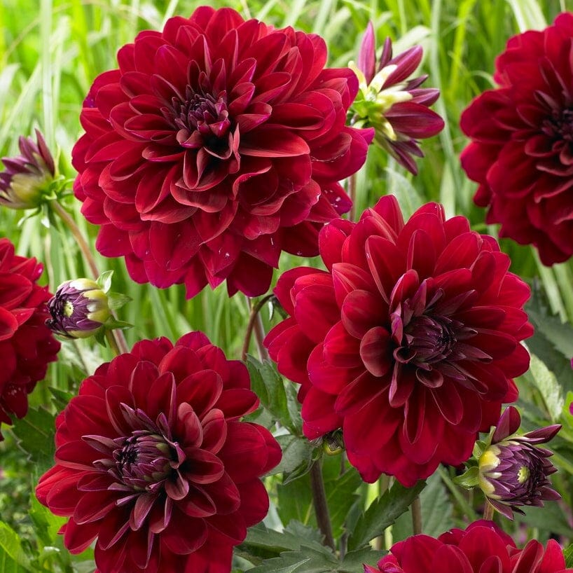 Dahlia 'Karma Naomi'