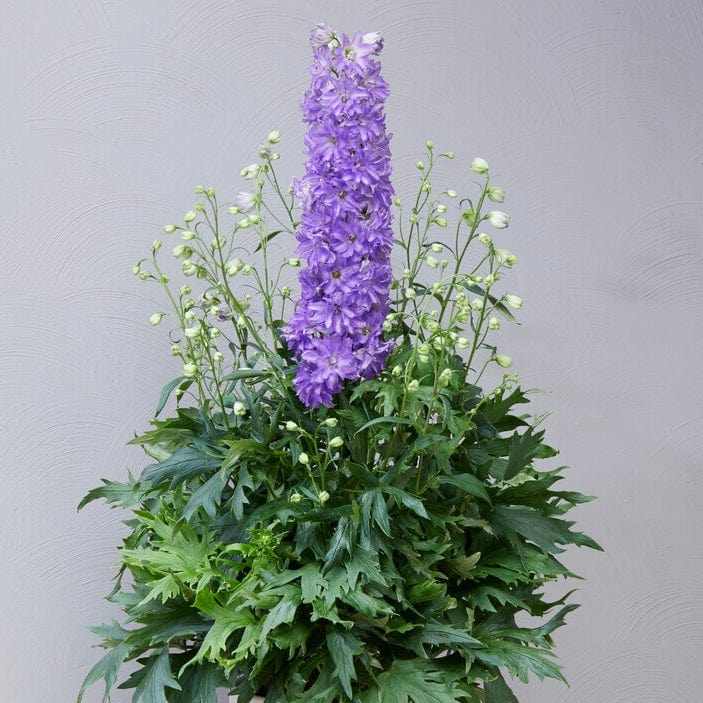 Delphinium 'Delgenius Breezin'
