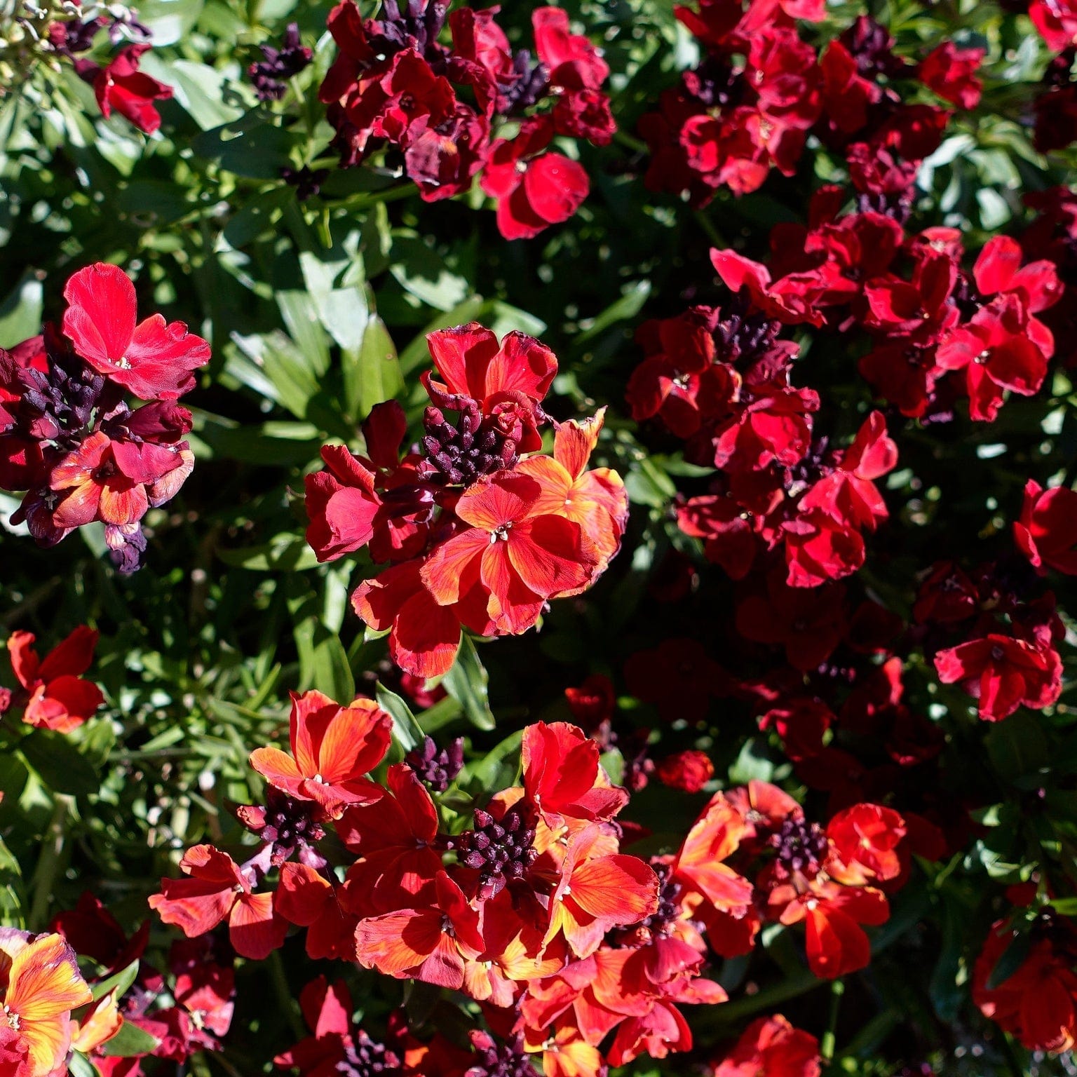 Erysimum 'Winter Passion'