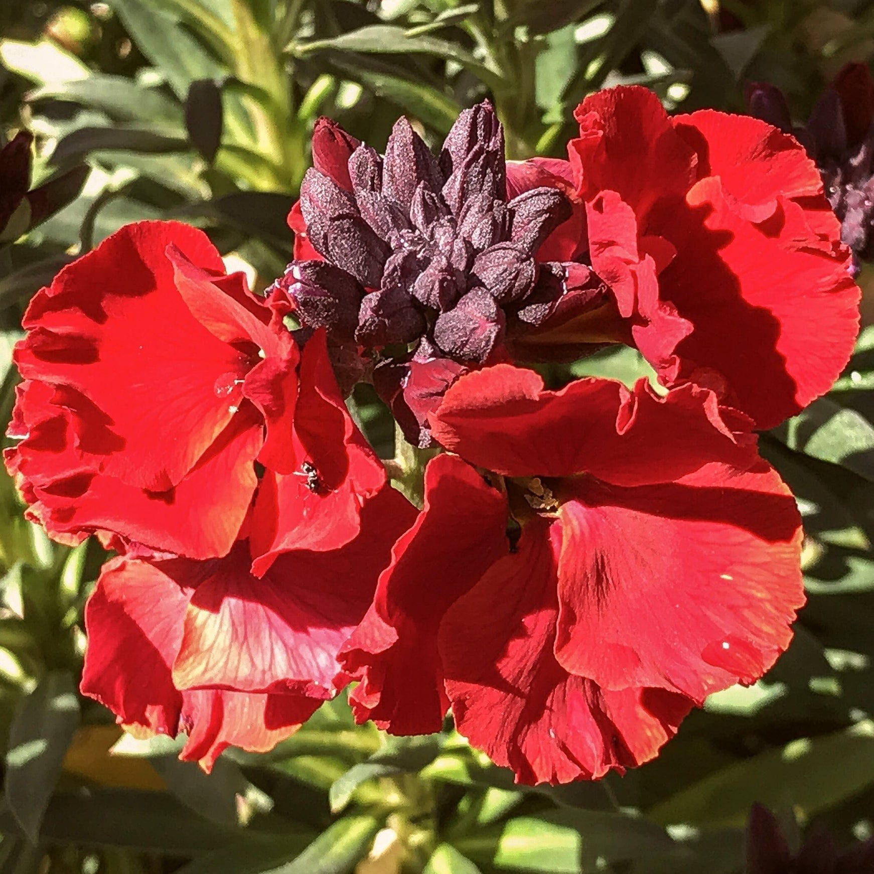 Erysimum 'Winter Passion'