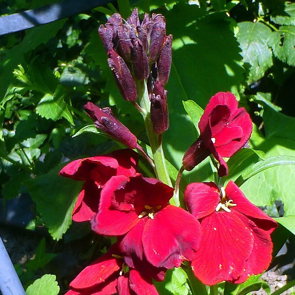 Erysimum 'Winter Passion'