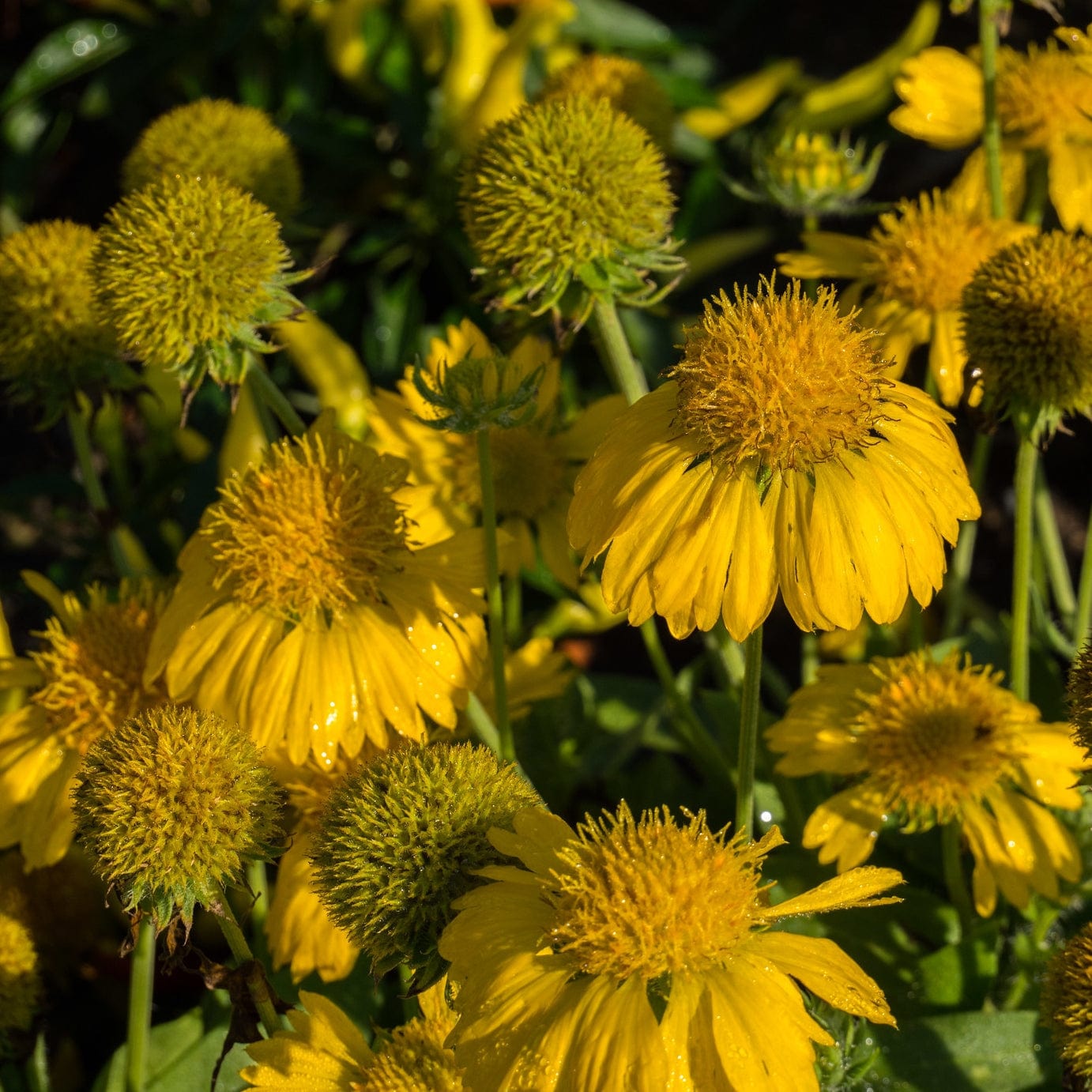 Gaillardia 'Mesa Yellow'