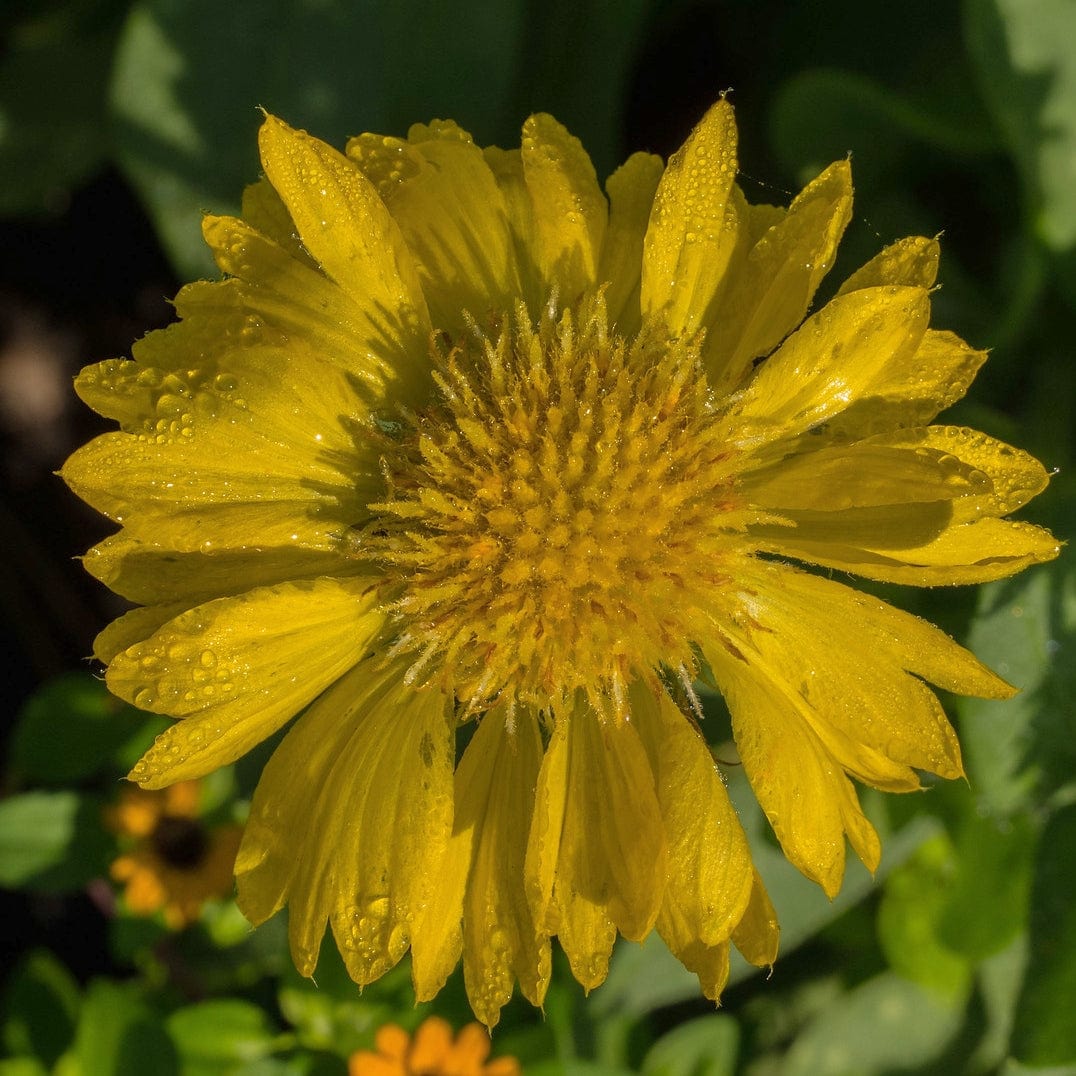 Gaillardia 'Mesa Yellow'