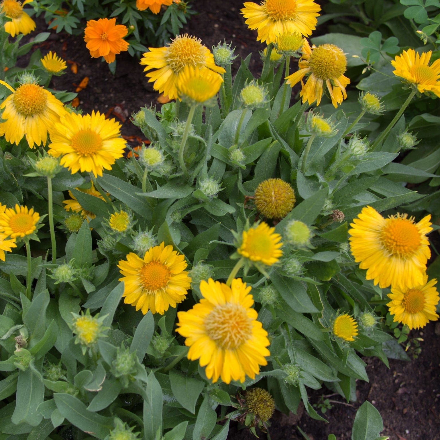 Gaillardia 'Mesa Yellow'
