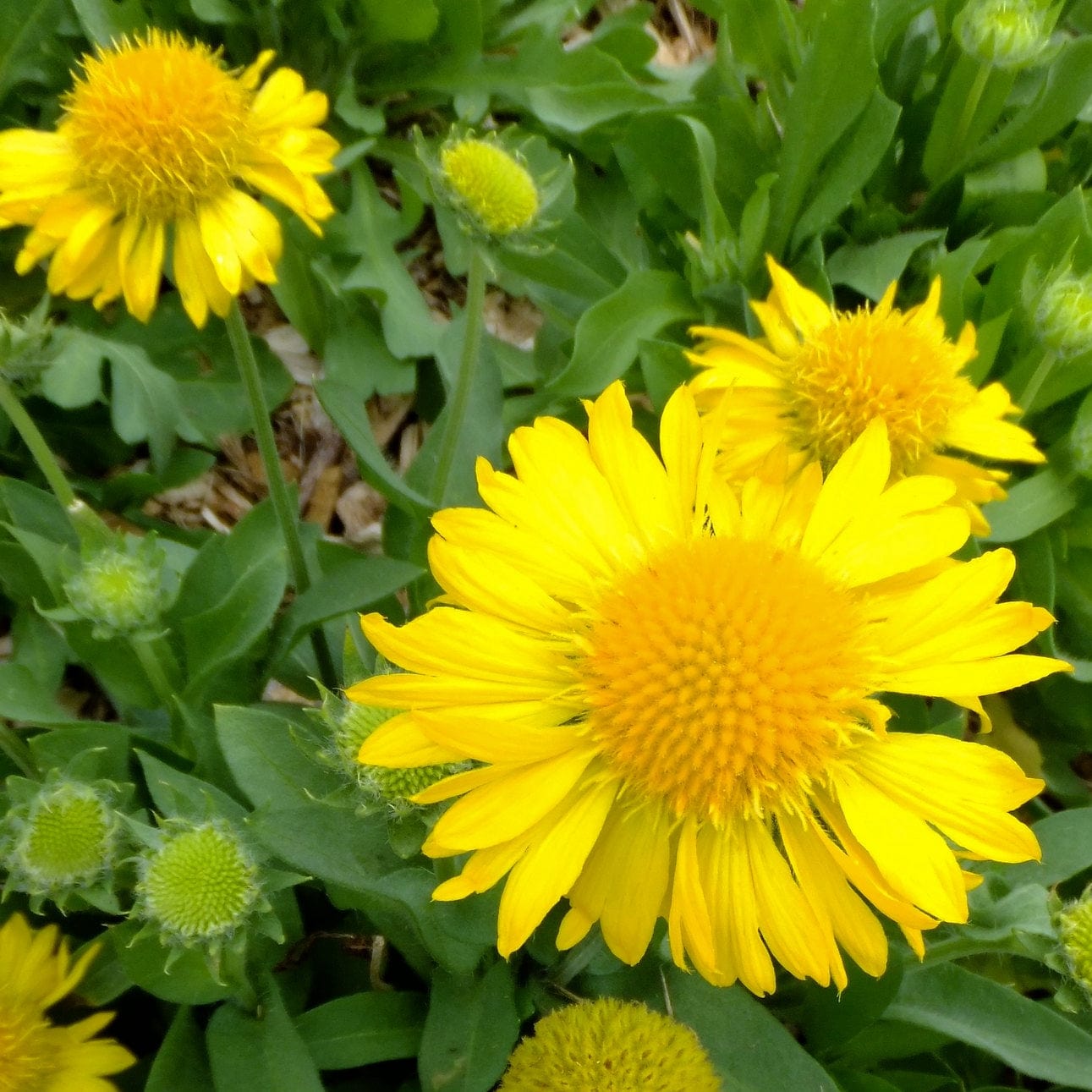 Gaillardia 'Mesa Yellow'