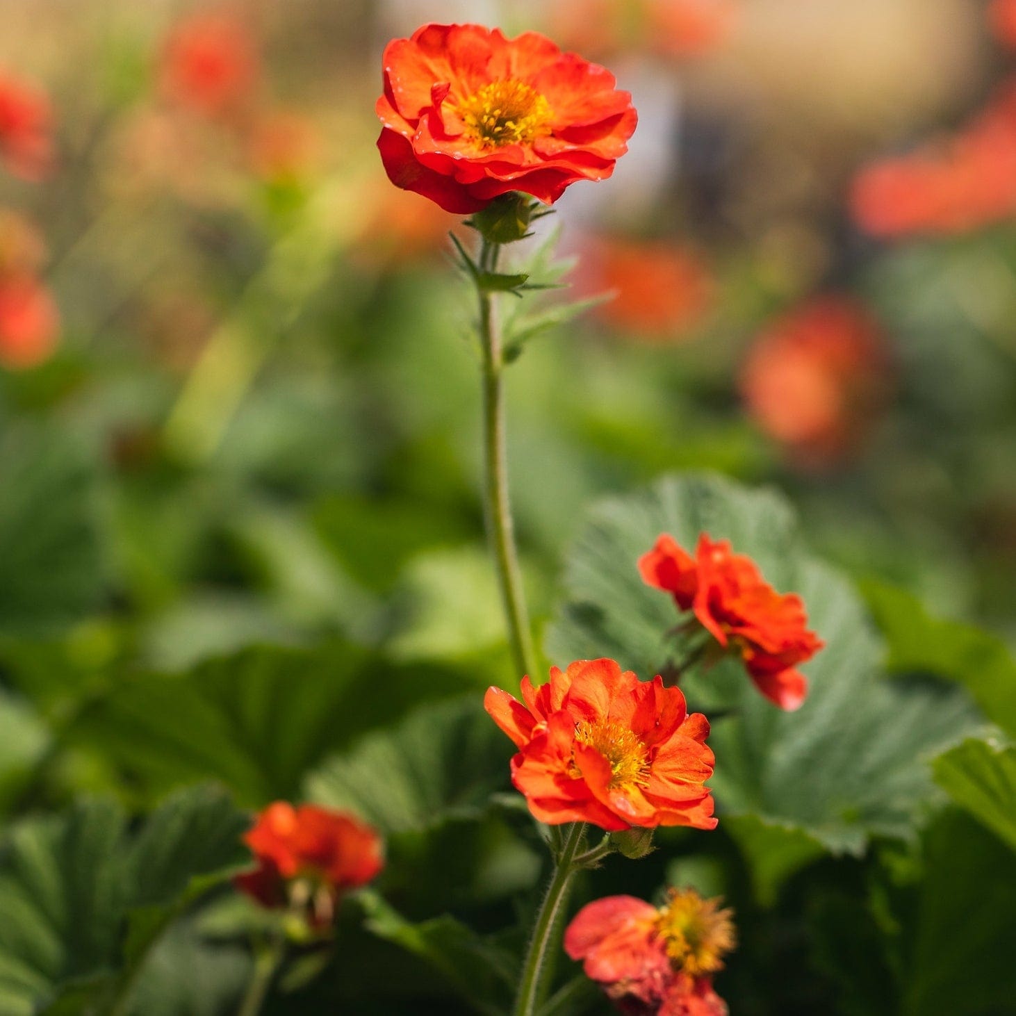 Geum 'Scarlet Tempest'