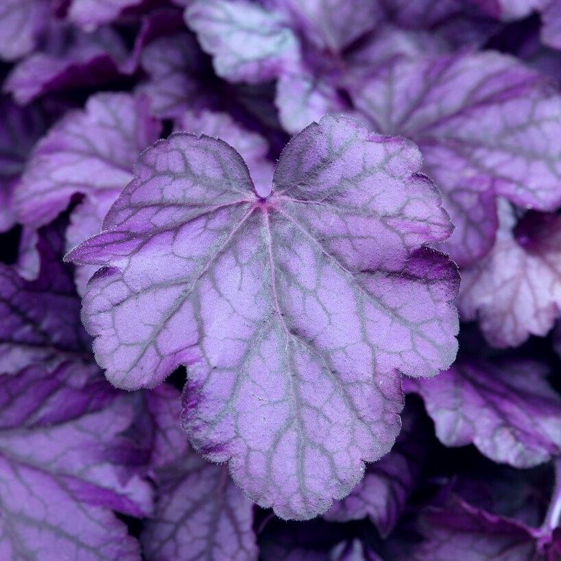 Heuchera 'Wildberry'