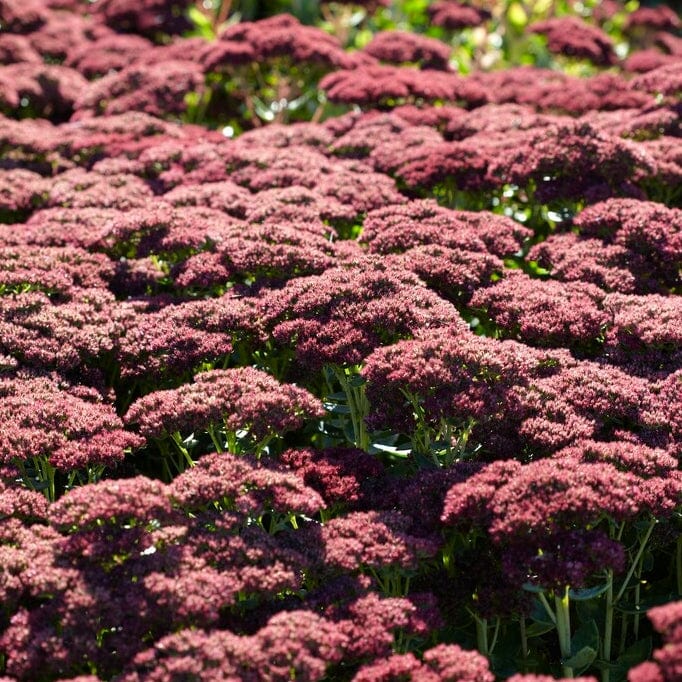 Sedum 'Autumn Joy'