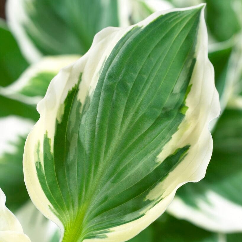 Hosta 'Patriot'