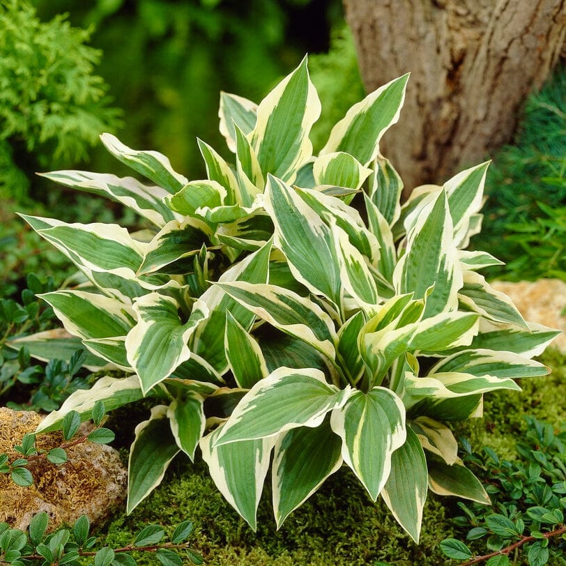 Hosta 'Patriot'