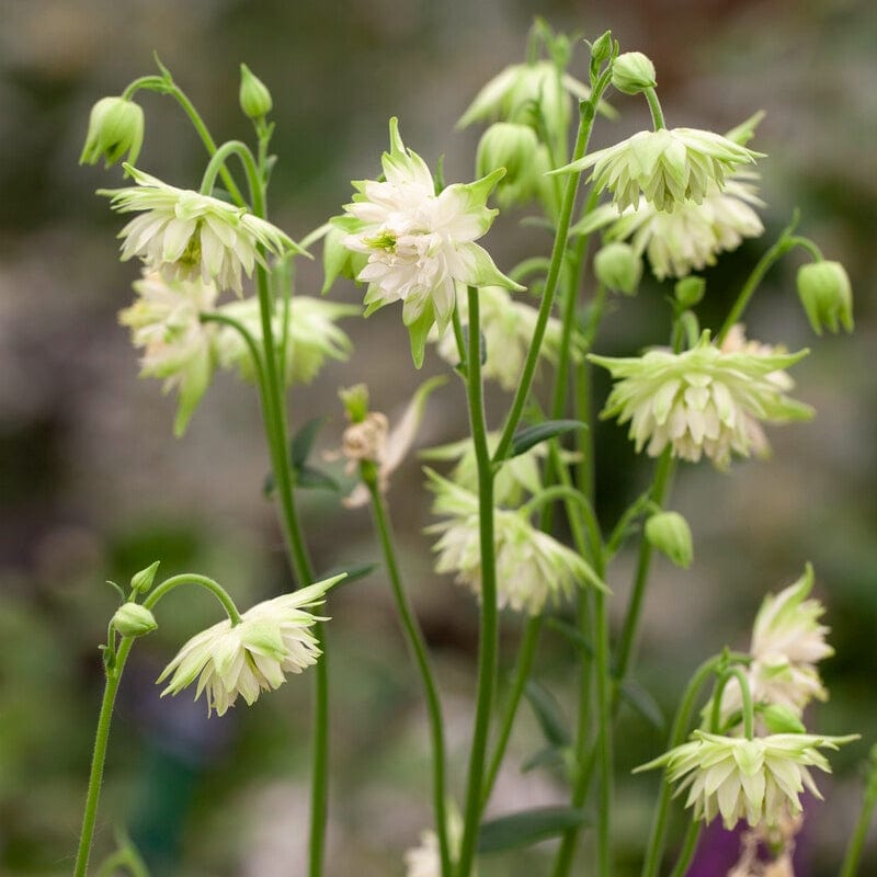 Aquilegia 'Barlow White'
