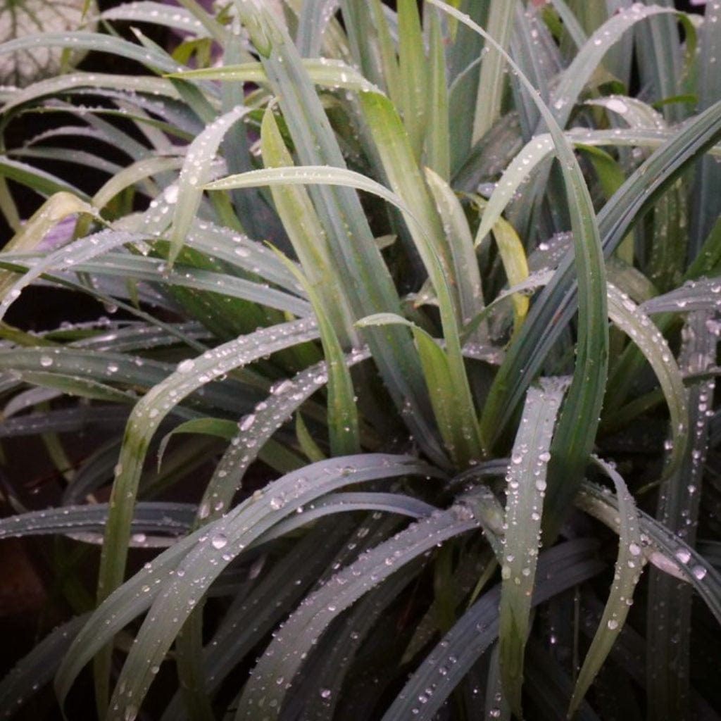Ornamental Grass