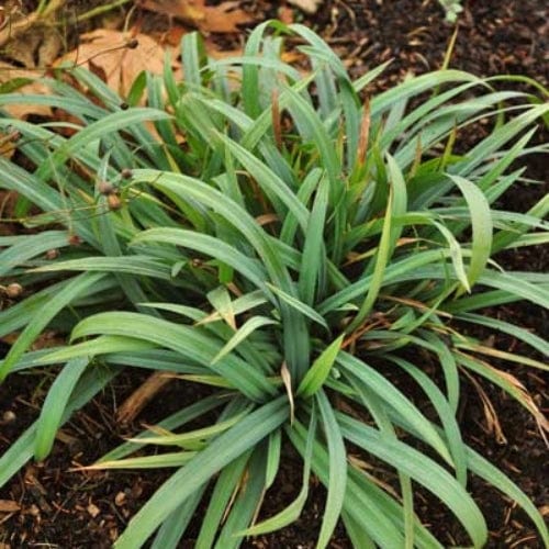 Ornamental Grass