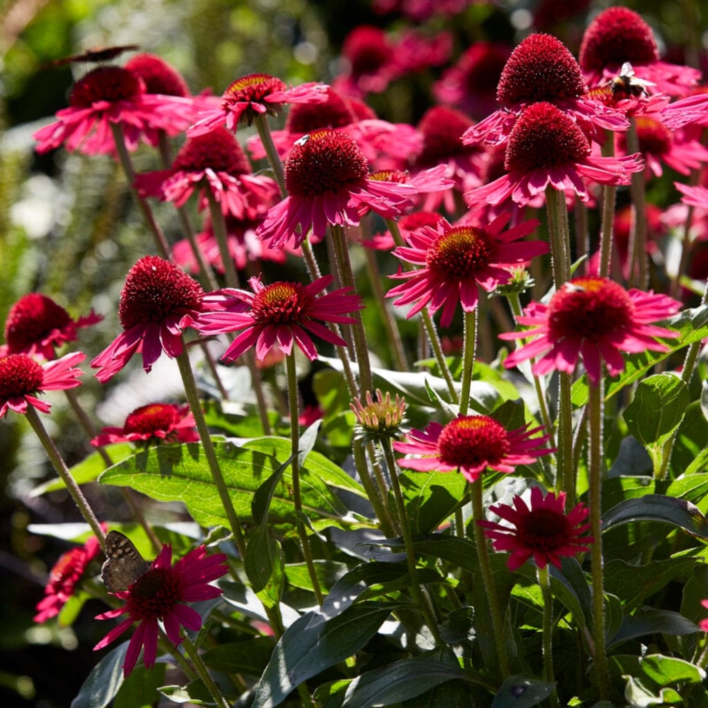 Echinacea 'Delicious Candy'