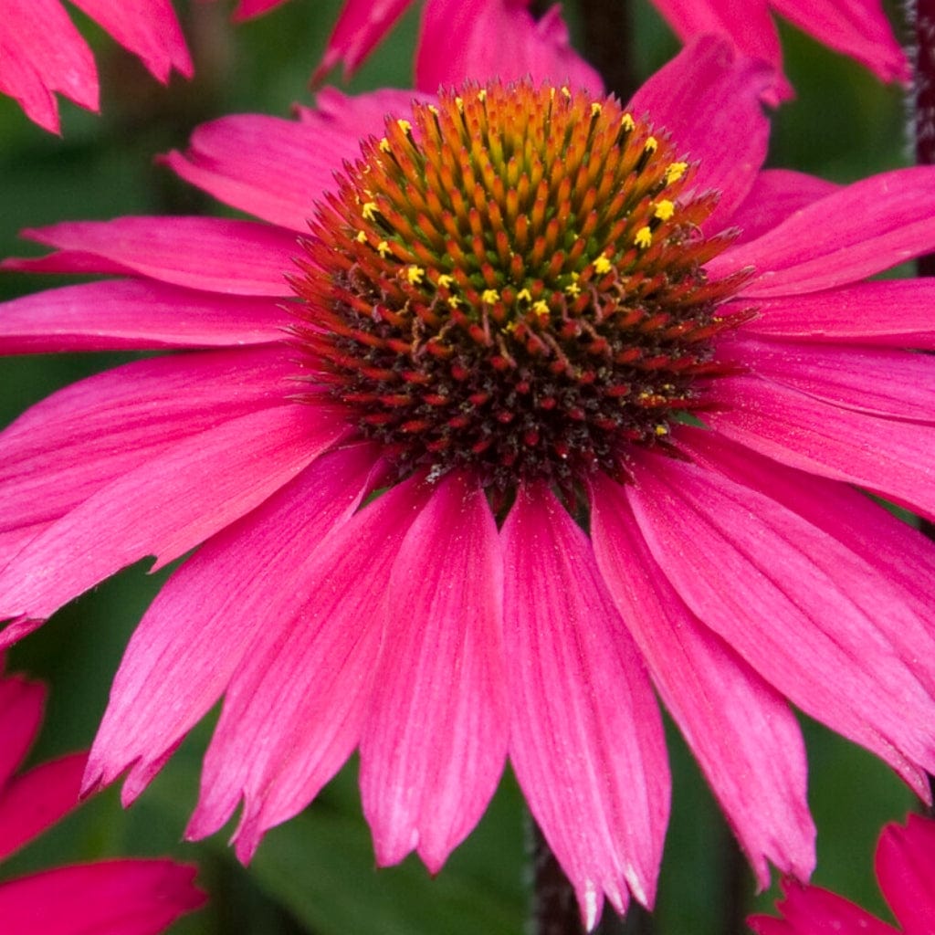 Echinacea 'Sensation Pink'