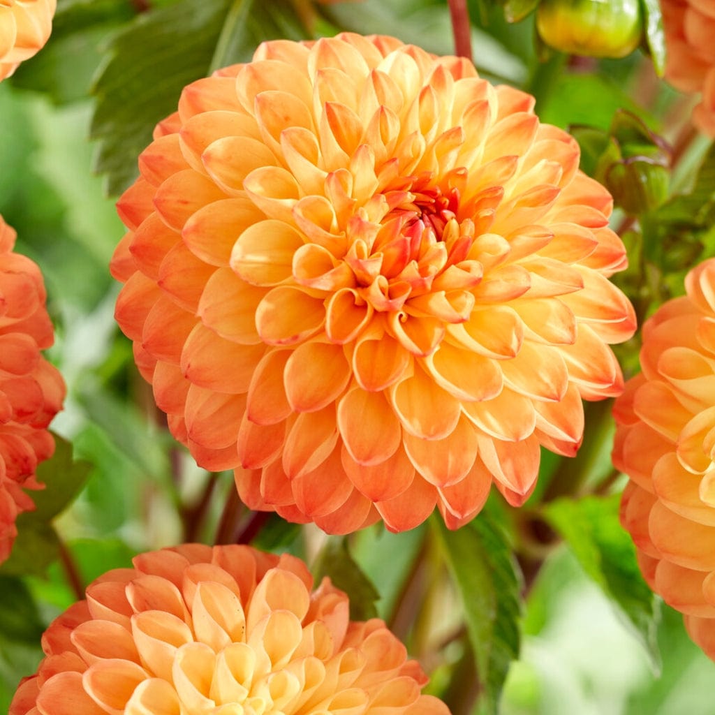 Dahlia 'Souvenir d'Ete'