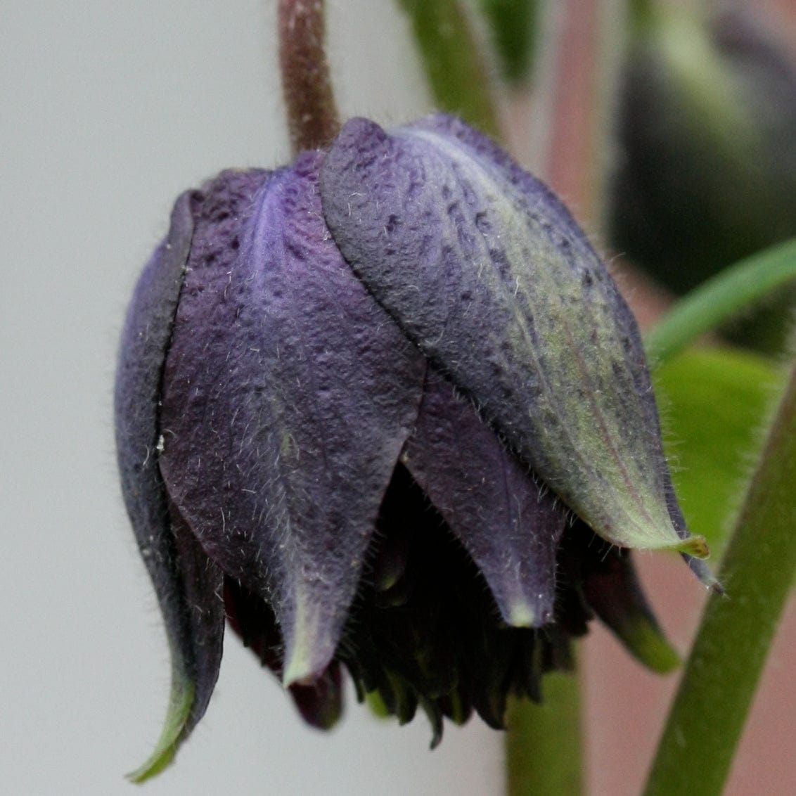 Aquilegia 'Black Barlow'