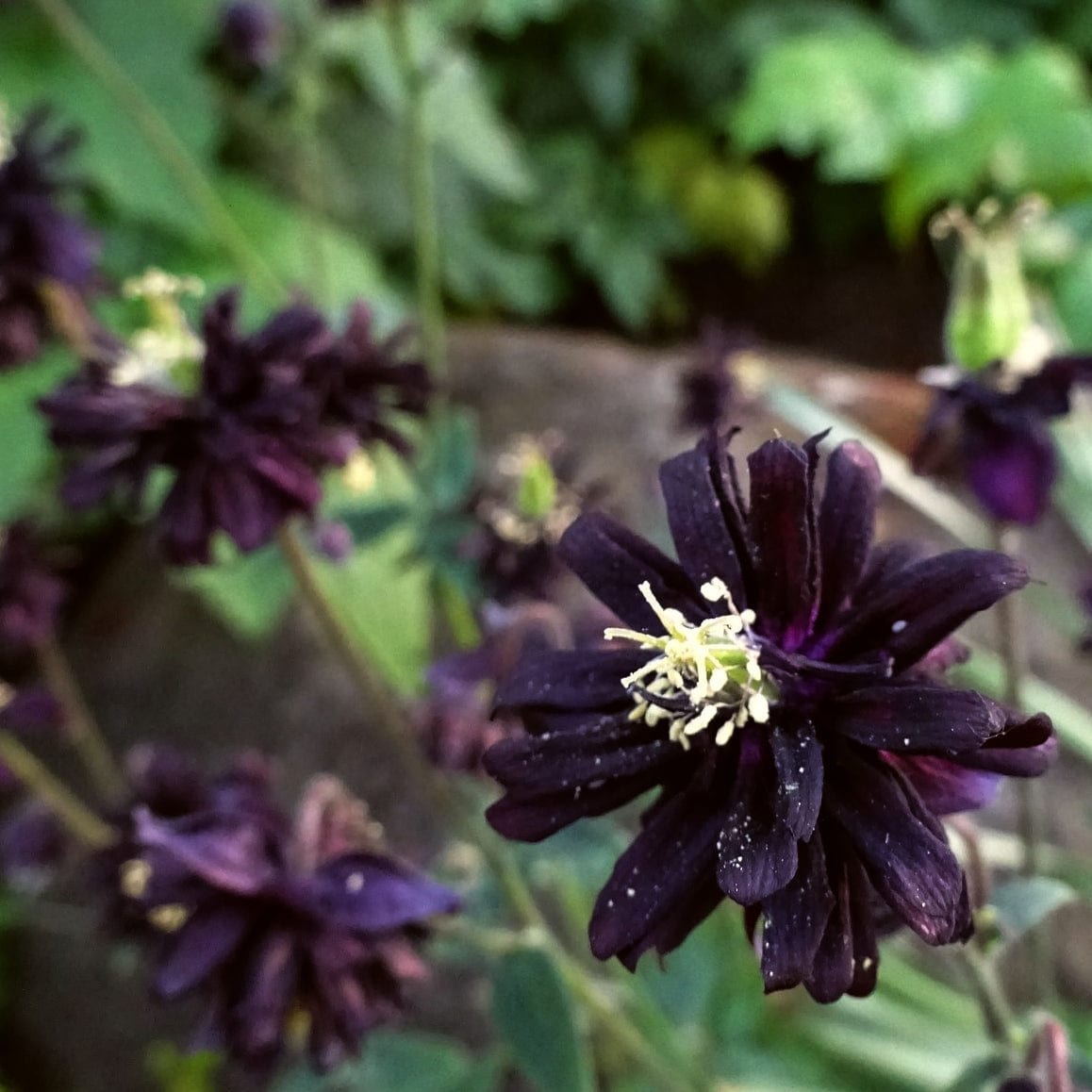 Aquilegia 'Black Barlow'