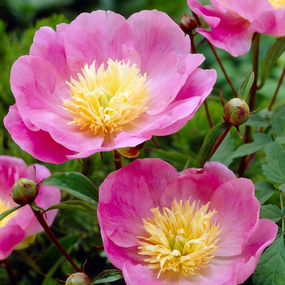Peony 'Bowl of Love'