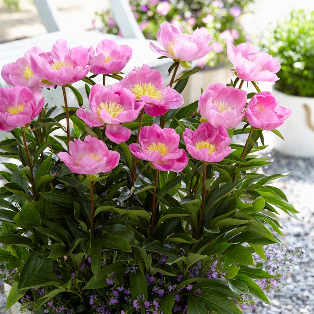 Peony 'Bowl of Love'