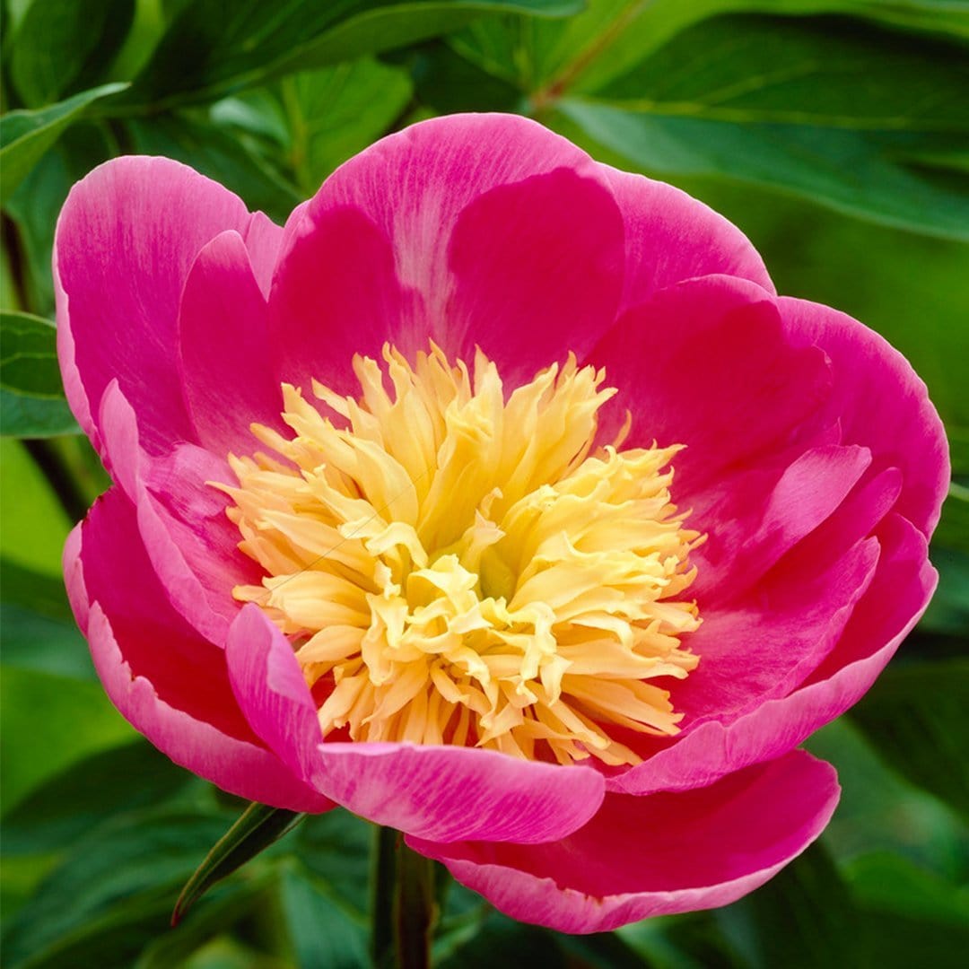 Peony 'Bowl of Love'