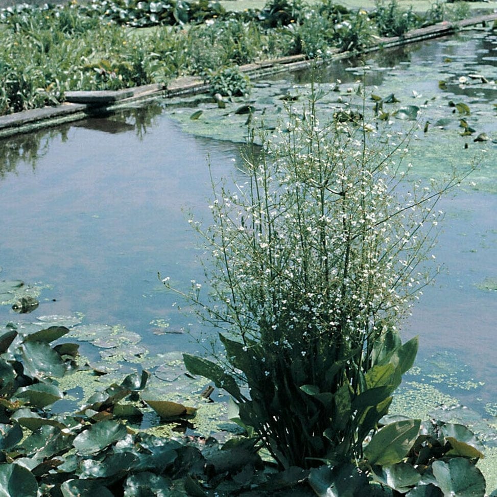 Flowers & Structure