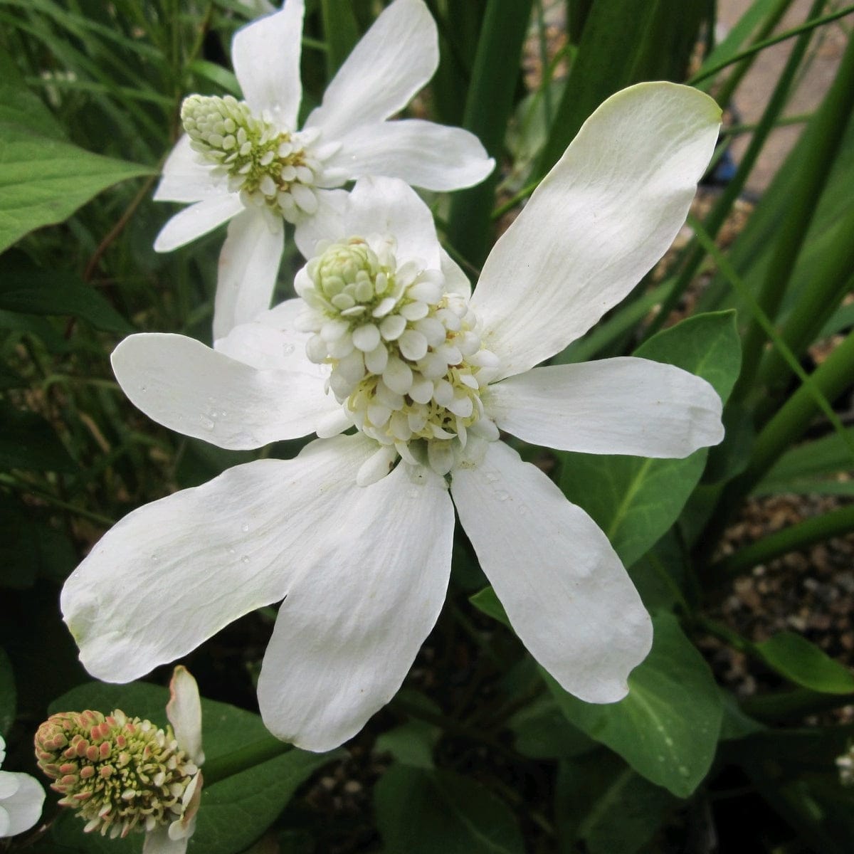 Flowers & Structure