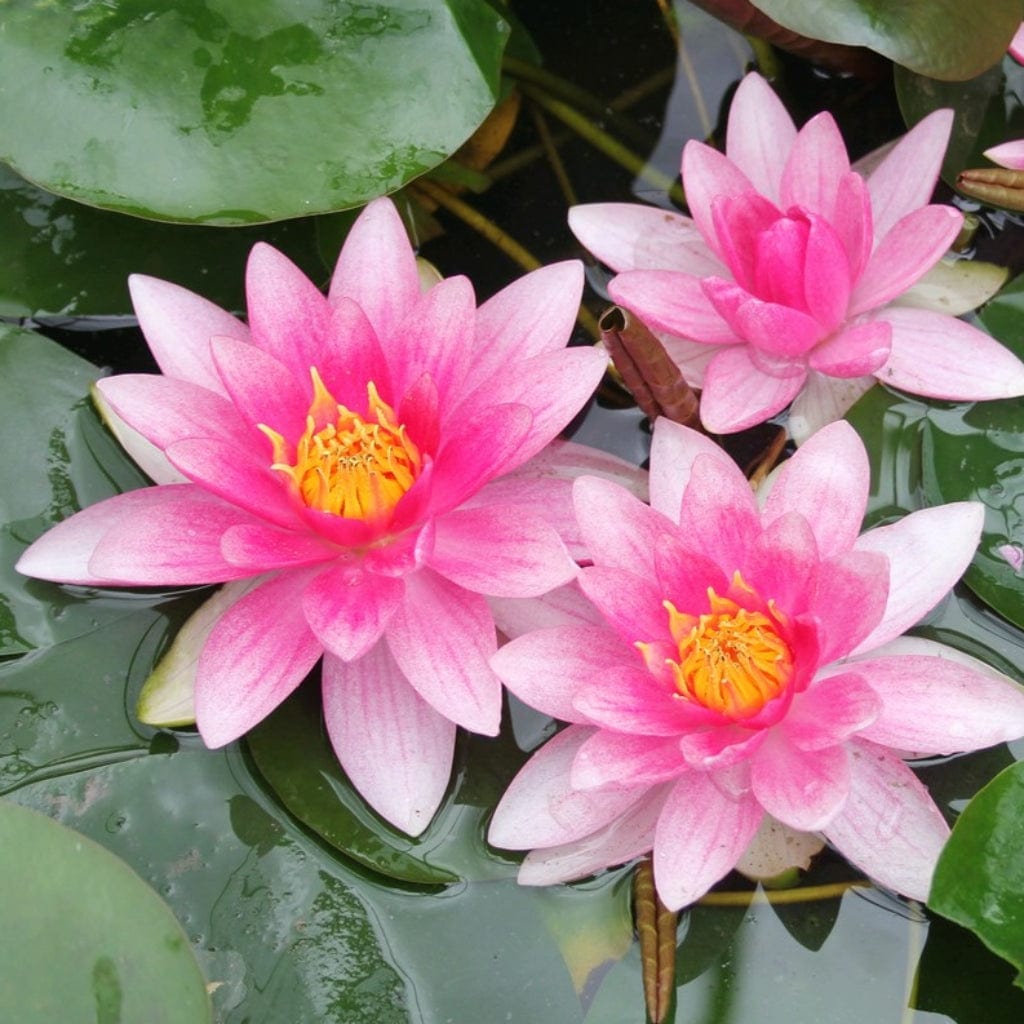 Flowers & Structure