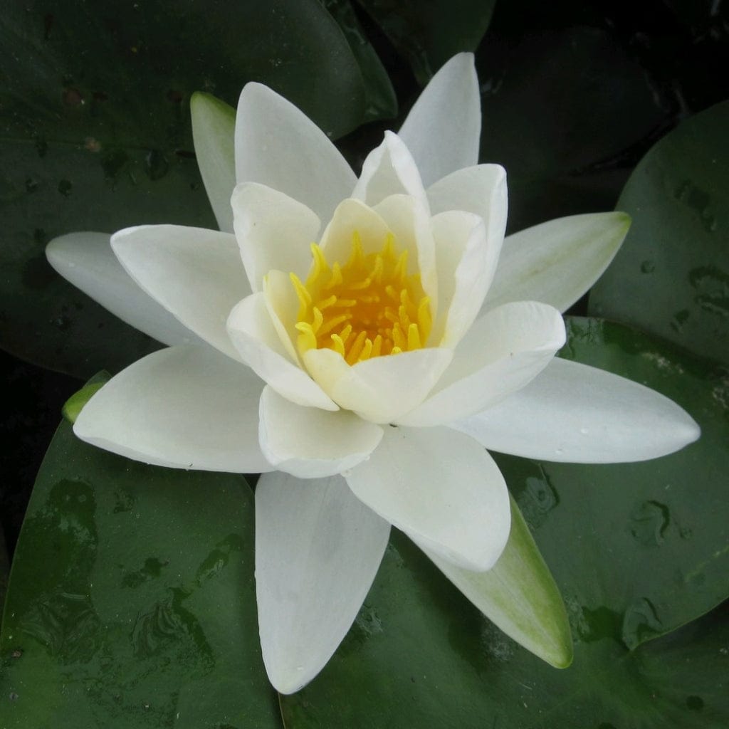 Nymphaea 'Gladstoniana'