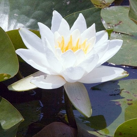Nymphaea 'Gladstoniana'