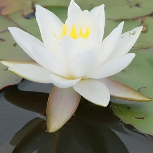 Nymphaea 'Gladstoniana'
